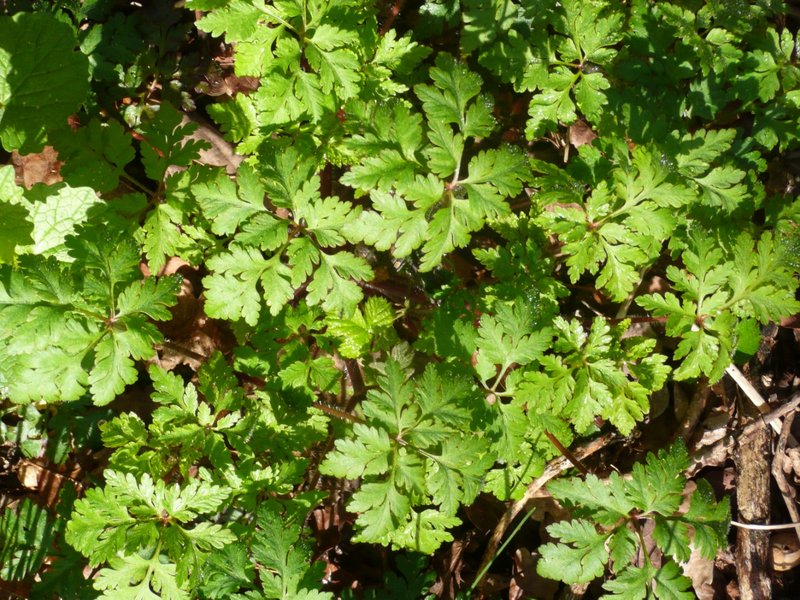 Géranium Herbe   Robert